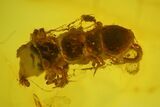 Fossil Flies, Mites And A Partial Centipede In Baltic Amber #163488-2